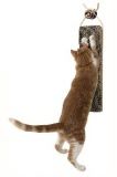 Когтеточка для кошек Kitty City - Hanging Scratcher подвесная